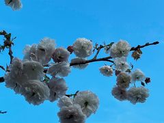 -天适樱花悠乐园