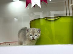 -青奢宠物·青奢猫舍