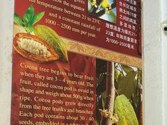 -Belice Chocolate Kingdom