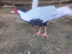 -西霞口神雕山野生动物世界