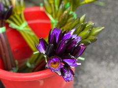 -循礼门鲜花花市(武汉循礼门店)