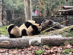 -都江堰中华大熊猫苑