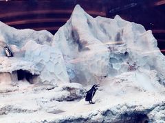 -帝企鹅自助餐厅•儿童岛•真企鹅(长隆企鹅酒店)