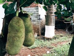 -侯臣咖啡文化村