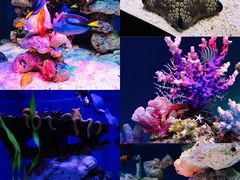 -上海海昌海洋公园