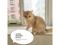 -糯米喵星人总部直营旗舰店·猫舍·幼猫出售
