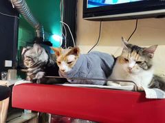 -猫色咖啡·猫咖