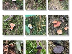 -广州市流溪河国家森林公园