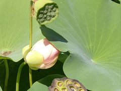 -莲花池公园