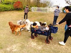 -上海崇明金茂凯悦酒店