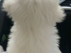 -酷狗靓猫宠物·洗护·美容·寄养(航北路店)