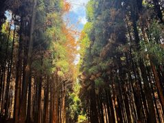 -山王坪喀斯特国家生态公园