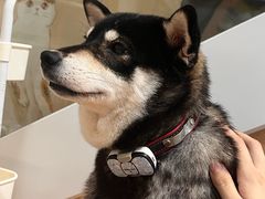 -是阿柴呀！柴犬咖啡·爱喵喵猫咖