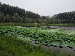 -东郊湿地公园