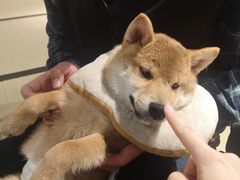 -逗柴咖啡屋·狗咖猫咖宠物桌游