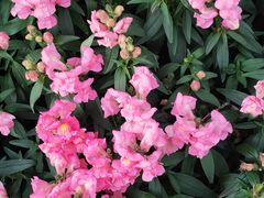 -白鹭洲公园