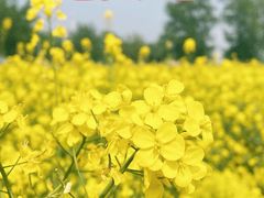 -天津武清北运河郊野公园房车露营地