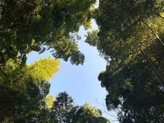 -上海佘山国家森林公园天马山园