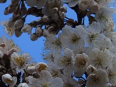 -樱桃山旅游景区