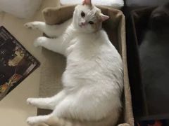 -宠福鑫康馨动物医院·骨科·眼科
