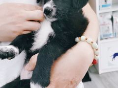 -爱侣宠医·鹦鹉专科·小型哺乳类·异宠专科(灵石路店)