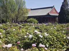 -曹州牡丹园