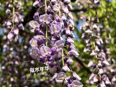 -嘉定紫藤园