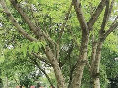 -铁山坪森林公园