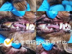 -汪小喵宠物·戴维斯乐芳希施宠馨宝皮毛调理洗护店