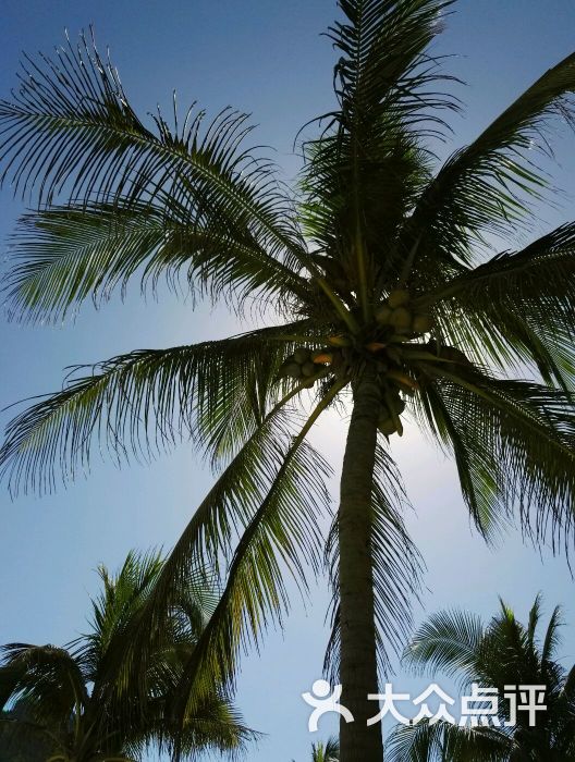 婆娑的椰树