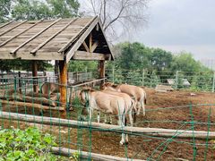 -青藏高原野生动物园