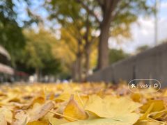 -三里屯东五街银杏大道