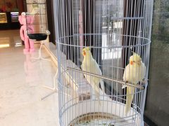 -上海崇明金茂凯悦酒店