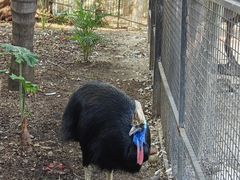 -费瑟代尔野生动物园