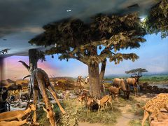 -国家自然博物馆