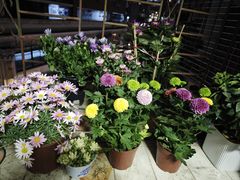 -溪岸路花鸟市场