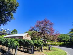 -墨尔本皇家植物园