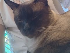 -藏猫猫咖啡主题馆(中央大道店)