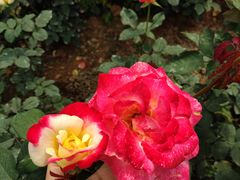 -人民公园(罗湖区)