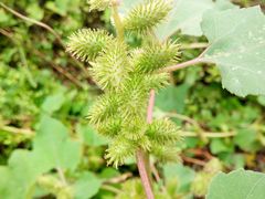 -艾溪湖湿地公园