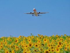 -空港花田景区