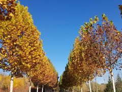 -北京西山国家森林公园