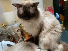 -猫色咖啡·猫咖