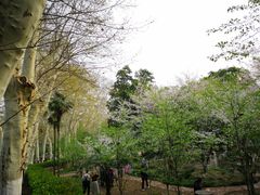 -武汉大学-樱园
