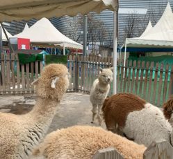 -萌宠亲子动物乐园(槐房万达店)