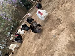 -五龙山野生动物王国