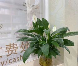 -弘美医美·艾维岚童颜抗衰中心
