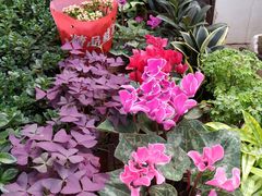 -秦美花卉(天朗·莱茵小城2期店)