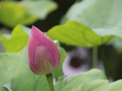 -丰台科技园生态主题公园