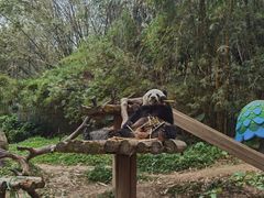-广州长隆野生动物世界